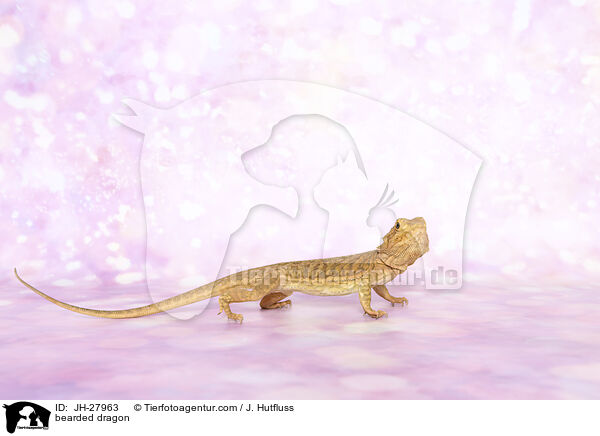 Bartagame / bearded dragon / JH-27963