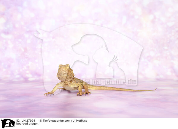 Bartagame / bearded dragon / JH-27964