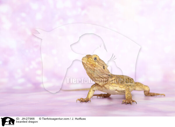 bearded dragon / JH-27966