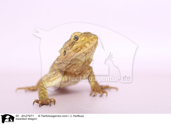 Bartagame / bearded dragon / JH-27971