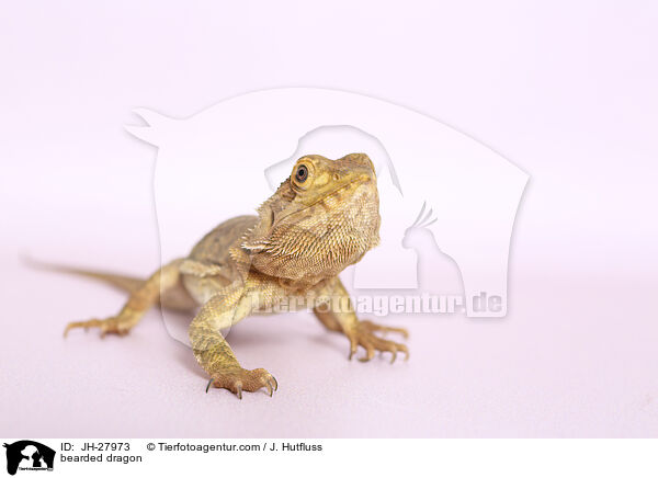 bearded dragon / JH-27973