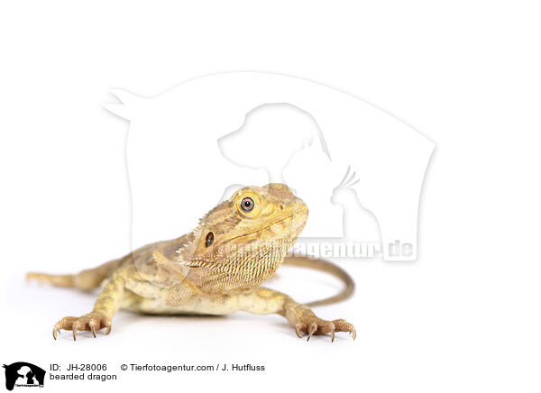 Bartagame / bearded dragon / JH-28006