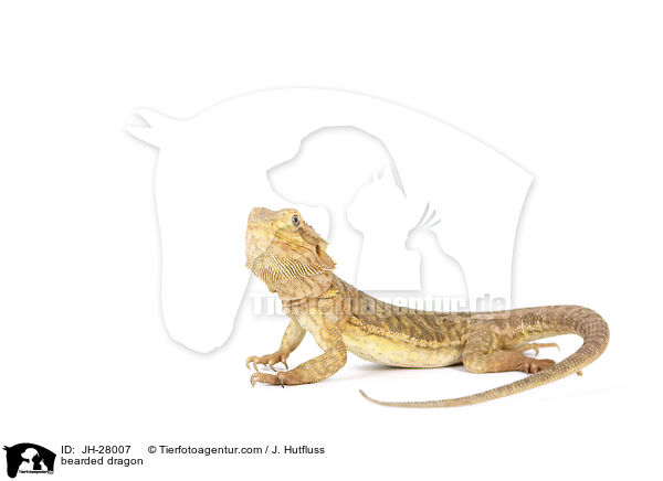 Bartagame / bearded dragon / JH-28007