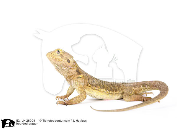 bearded dragon / JH-28008