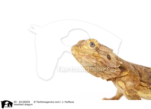 bearded dragon / JH-28009