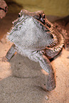 bearded dragon