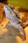 bearded dragon