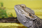 bearded dragon