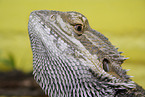 bearded dragon