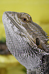 bearded dragon