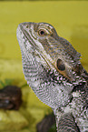 bearded dragon