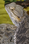 bearded dragon