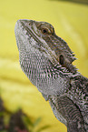 bearded dragon