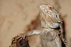 bearded dragon