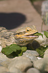 bearded dragon