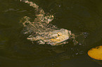 swimming bearded dragon