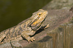 bearded dragon