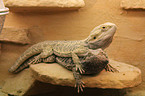 bearded dragons