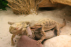 bearded dragons