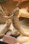 bearded dragons