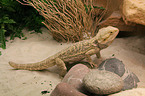 bearded dragon