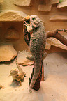 bearded dragons