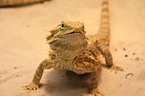 bearded dragon