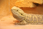 bearded dragon