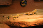 bearded dragons