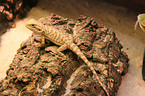 bearded dragon