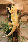 bearded dragon