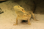 bearded dragon