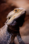 bearded dragon