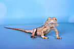 bearded dragon