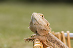 bearded dragon