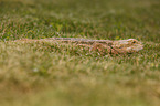 bearded dragon