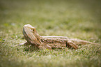 bearded dragon