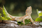 bearded dragon