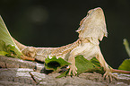 bearded dragon