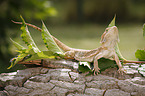 bearded dragon