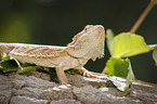 bearded dragon