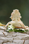 bearded dragon