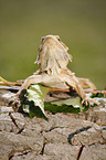 bearded dragon