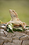 bearded dragon