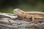 bearded dragon