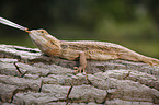 bearded dragon