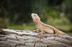 bearded dragon