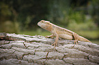 bearded dragon