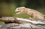 bearded dragon