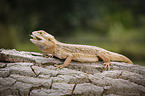 bearded dragon